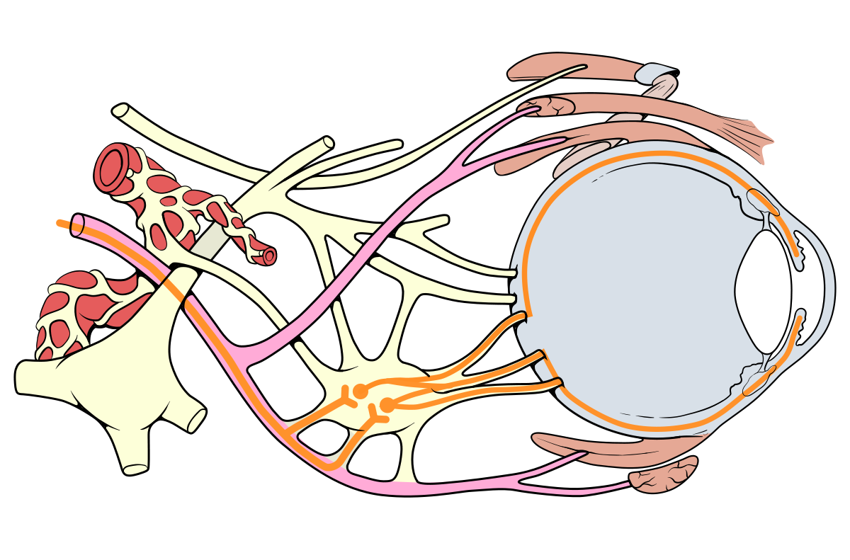 1200px-Eye_nerves_diagram.svg.png