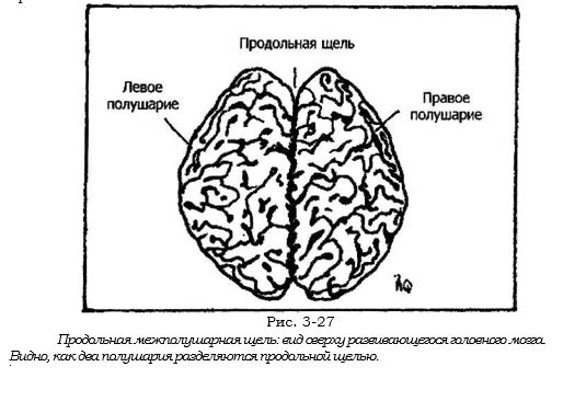 мозг.JPG